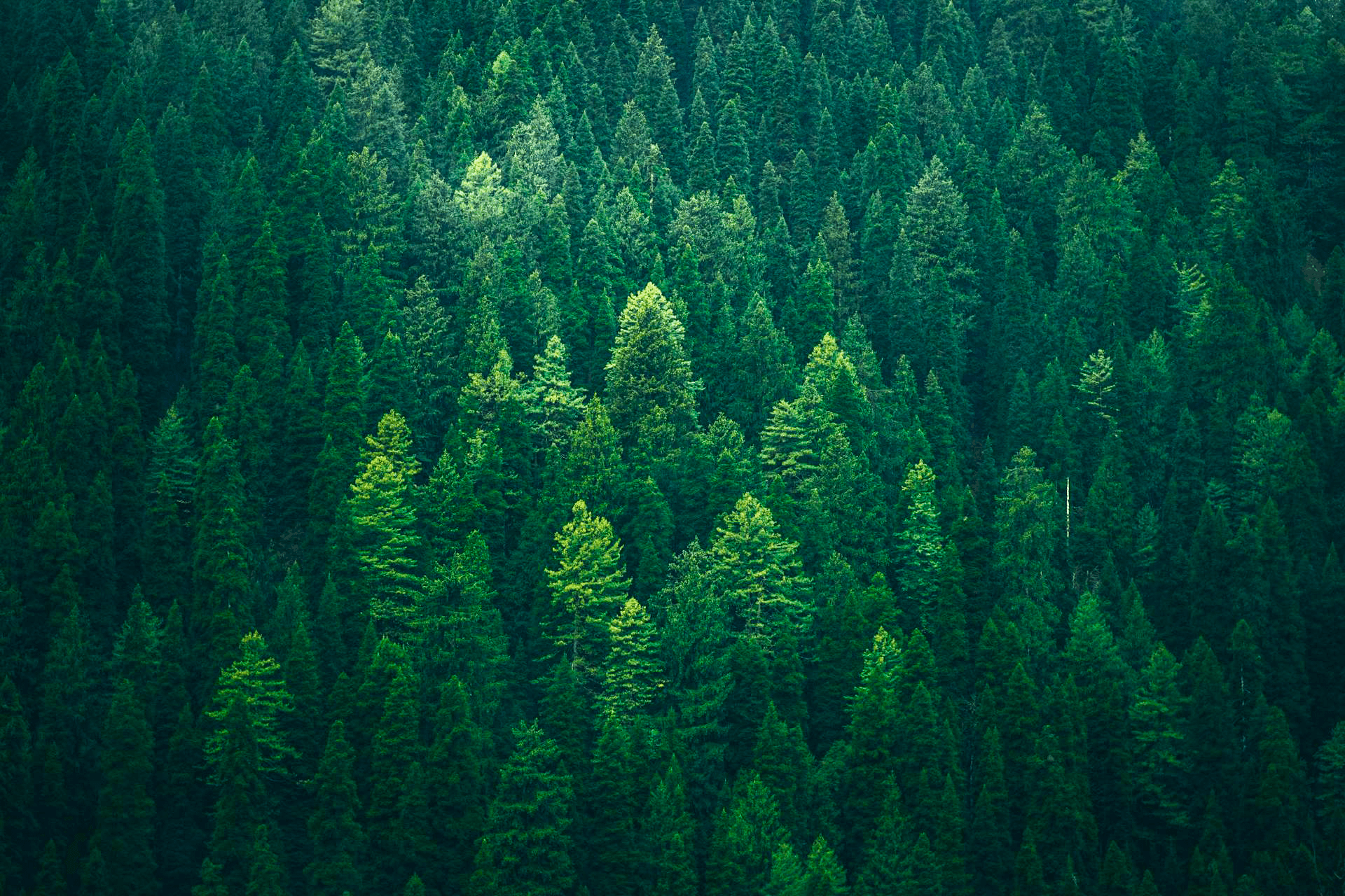 Dense evergreen forest
